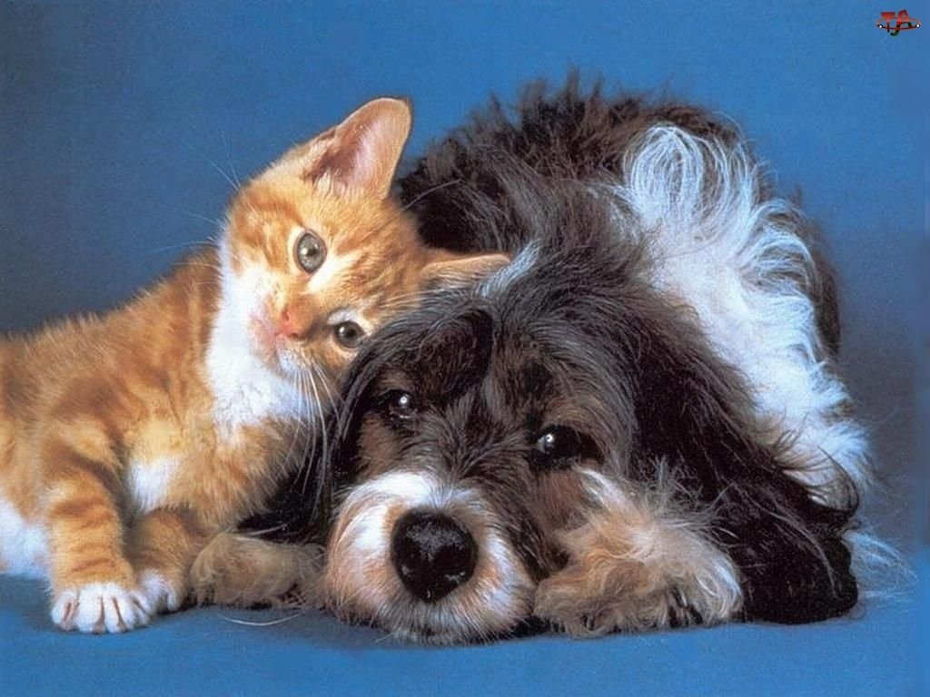 zdjęcie psa i kota