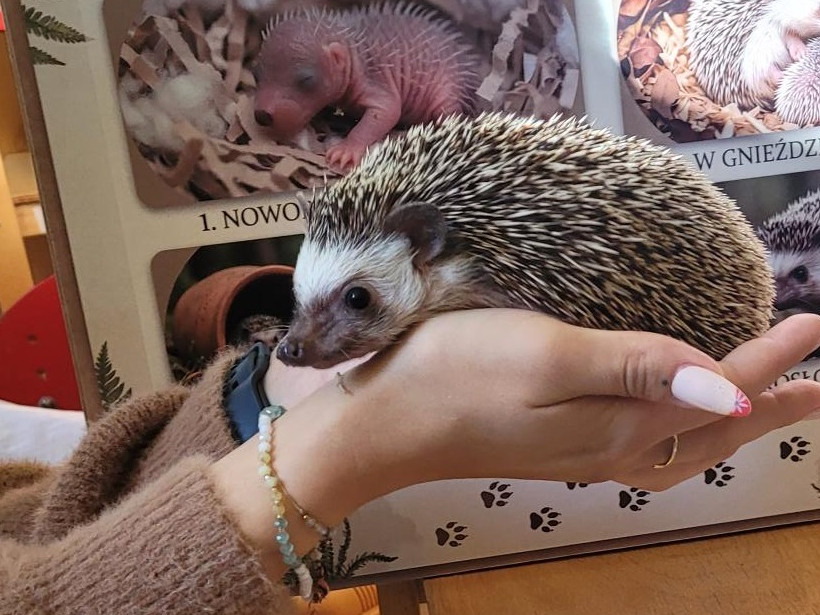 jeż